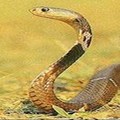 台灣常見的毒蛇 - 2