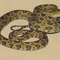 台灣常見的毒蛇 - 4