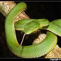 台灣常見的毒蛇 - 5