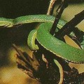台灣常見的毒蛇 - 1
