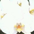 白色蝴蝶蘭