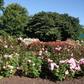Merivale公園的玫瑰花如山如海盛開著毫不覺秋意