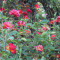 爭奇鬥豔的玫瑰花