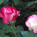 玫瑰花之三