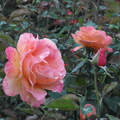 玫瑰花之5
