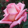 多彩多姿的玫瑰花