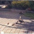 每年的春天鴨媽媽總是帶著小鴨穿過花園到附近的小溪