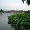 什剎海又名后海
早期是北京皇家後院
現有許多餐廳與酒吧一條街
楊樹與柳樹與槐樹川錯其間
什剎海   春夏秋冬
各有各的不同景色
旁有無數的胡同與胡同遊
最有名的就是和申府與恭王府
