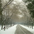 2010立春後
北京下了今冬第五場雪
因春運已開始,民工回家來不及掃雪
天壇難得清靜
 
在那270甲的公園上
2公分的純白地毯
緊緊圍繞著城牆與齋宮
有踏雪尋挴的另一番景象
