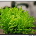 綠菊香