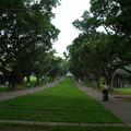 東海大學校園的綠色隊道