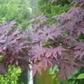 紫葉槭