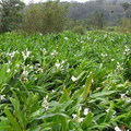 雙溪～野薑花 - 3