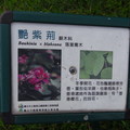 台北大安森林公園 - 1
