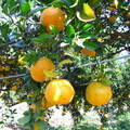 卓蘭採橘 - 5