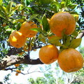 卓蘭採橘 - 1