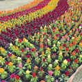 2009 臺北花卉展 - 2