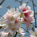陽明山櫻花 - 3