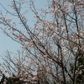 陽明山櫻花 - 4
