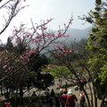 陽明山櫻花 - 1