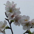 陽明山櫻花 - 3