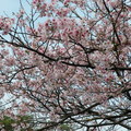 陽明山櫻花 - 4