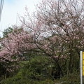 陽明山櫻花 - 5