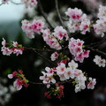 陽明山櫻花 - 5