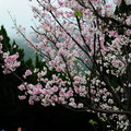 陽明山櫻花 - 2