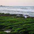 老梅海邊的綠石槽 - 1