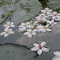 三峽桐花 - 2