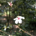 三峽桐花 - 3