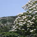 三峽桐花 - 1
