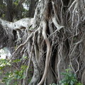 老榕樹的鬚根