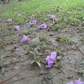 紫薇花 - 5