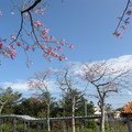 新竹．美人樹 - 1