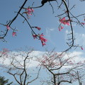 新竹．美人樹 - 2