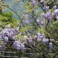 竹子湖紫藤&海芋 - 1