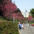 中正紀念堂的櫻花步道，這幸福的一家人留住春天