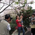 天元宮的櫻花祭，爺爺替阿孫和阿嬤花前留影