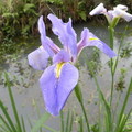 雨中的紫鳶花城 - 5