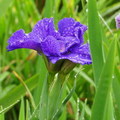 雨中的紫鳶花城 - 2