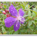 雨中的紫鳶花城 - 1