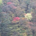 山裡的紅葉