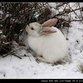 可愛的白兔