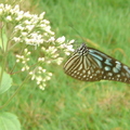 琉球青斑蝶-1