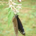 琉球青斑蝶-2