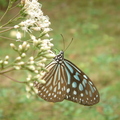琉球青斑蝶-3