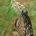琉球青斑蝶-4