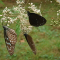 琉球青斑蝶和紫斑碟-2